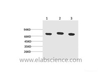 Western Blot analysis of 1) Hela, 2) Mouse brain, 3) Rat brain using HSPA8 Monoclonal Antibody at dilution of 1:2000.