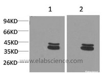 Western Blot analysis of 1) Mouse brain, 2) Rat brain using ERK 1/2 Monoclonal Antibody at dilution of 1:2000.