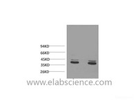 Western Blot analysis of 1) Mouse brain, 2) Rat brain using ERK 1/2 Monoclonal Antibody at dilution of 1:2000.