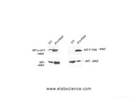 Western Blot analysis of 3T3 cells treated using Phospho-Pan-Akt (Ser473) Polyclonal Antibody at dilution of 1:1000