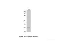 Western Blot analysis of HuvEc cells with Phospho-HSP27 (Ser82) Polyclonal Antibody at dilution of 1:1000