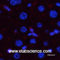 Immunofluorescence analysis of Mouse liver tissue with Phospho-p38 (Thr180/Tyr182) Polyclonal Antibody at dilution of 1:200