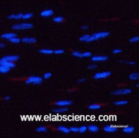 Immunofluorescence analysis of Rat heart tissue using Phospho-AMPK alpha1/2 (Thr183/172) Polyclonal Antibody at dilution of 1:200