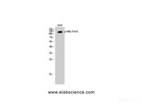 Western Blot analysis of 293T cells with Phospho-FAK (Tyr397) Polyclonal Antibody at dilution of 1:1000