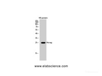 Western Blot analysis of His protein using His-tag Polyclonal Antibody at dilution of 1:2000.