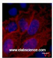 Immunofluorescence analysis of 293 cells transfected with a V5 tag protein tissue using V5-Tag Monoclonal Antibody at dilution of 1:2000.