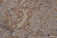 Immunohistochemistry of paraffin-embedded mouse kidney using beta actin Monoclonal Antibody at dilution of 1:200
