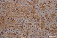 Immunohistochemistry of paraffin-embedded mouse liver using alpha Tubulin Monoclonal Antibody at dilution of 1:200