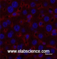 Immunofluorescence analysis of Mouse liver tissue using alpha Tubulin Monoclonal Antibody at dilution of 1:200.