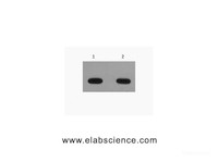 Western Blot analysis of Avi recombinant protein using Avi-Tag Monoclonal Antibody at dilution of 1) 1:5000 2) 1:10000.