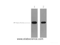 Western Blot analysis of 1ug GFP fusion protein using GFP-Tag Polyclonal Antibody at dilution of 1) 1:5000 2) 1:1000.