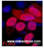 Immunofluorescence analysis of 293 cells transfected with a Flag tag protein tissue using Flag-Tag Monoclonal Antibody at dilution of 1:2000.