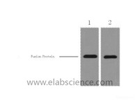 Western Blot analysis of 1ug mCherry fusion protein using mCherry-Tag Monoclonal Antibody at dilution of 1) 1:5000, 2) 1:10000.