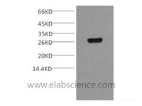 Western Blot analysis of 0.2ug GST protein, using GST Monoclonal Antibody at dilution of 1:5000.