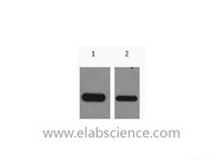 Western Blot analysis of Recombinant protein using Flag-Tag Monoclonal Antibody at dilution of 1) 1:5000, 2) 1:10000.