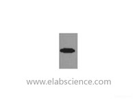 Western Blot analysis of recombinant RFP protein using RFP-Tag Monoclonal Antibody at dilution of 1:10000.