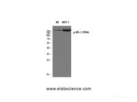 Western Blot analysis of 1) KB, 2) MCF7 cells using Phospho-IRS1 (Tyr896) Polyclonal Antibody at dilution of 1:500