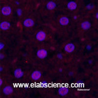 Immunofluorescence analysis of Rat liver tissue using Cleaved-CASP3 p17 (D175) Polyclonal Antibody at dilution of 1:200.