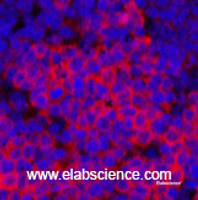 Immunofluorescence analysis of Rat spleen tissue using Cleaved-PARP1 (D214) Polyclonal Antibody at dilution of 1:200.