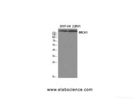 Western Blot analysis of 293T-UV, 22RV1 cells using BRCA1 Polyclonal Antibody at dilution of 1:1000.