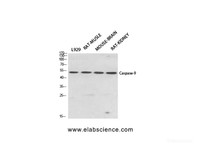 Western Blot analysis of various cells using CASP9 Polyclonal Antibody at dilution of 1:500.