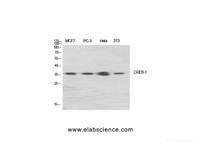 Western Blot analysis of various cells using CREB1 Polyclonal Antibody at dilution of 1:1000.