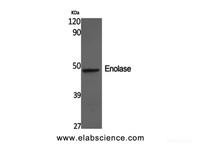 Western Blot analysis of SH-SY5Y cells using ENO2 Polyclonal Antibody at dilution of 1:2000.