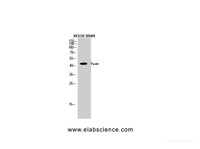 Western Blot analysis of Mouse brain using CXCR4 Polyclonal Antibody at dilution of 1:1000.
