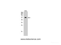 Western Blot analysis of K562 cells using GLUT-1 Polyclonal Antibody at dilution of 1:500.