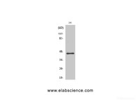 Western Blot analysis of HT-29 cells using GSK3 beta Polyclonal Antibody at dilution of 1:2000.