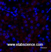 Immunofluorescence analysis of Mouse kidney tissue using HSP27 Polyclonal Antibody at dilution of 1:200.