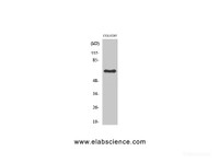 Western Blot analysis of COLO205 cells using Lamin B1 Polyclonal Antibody at dilution of 1:2000.