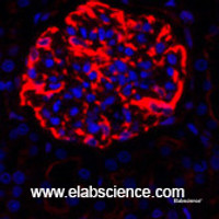 Immunofluorescence analysis of Rat kidney tissue using Lamin B1 Polyclonal Antibody at dilution of 1:200.