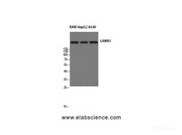 Western Blot analysis of RAW264.7, HepG2, A549 cells with Laminin alpha5 Polyclonal Antibody