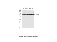Western Blot analysis of KB, Hela, 293T, 3T3 cells using NFκB-p65 Polyclonal Antibody at dilution of 1:2000.
