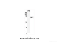 Western Blot analysis of K562 cells using SIRT1 Polyclonal Antibody at dilution of 1:2000.