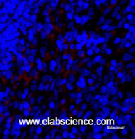 Immunofluorescence analysis of Rat spleen tissue using SNAI1 Polyclonal Antibody at dilution of 1:200.