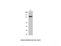 Western Blot analysis of 293 cells using Stat1 Polyclonal Antibody at dilution of 1:2000.