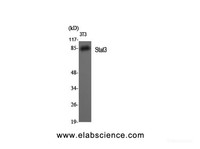Western Blot analysis of 3T3 cells using Stat3 Polyclonal Antibody at dilution of 1:2000.