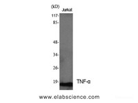 Western Blot analysis of Jurkat cells with TNF alpha Polyclonal Antibody