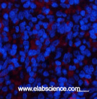 Immunofluorescence analysis of Rat spleen tissue using YAP1 Polyclonal Antibody at dilution of 1:200.