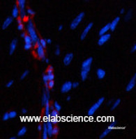 Immunofluorescence analysis of Mouse heart tissue using α-SMA Polyclonal Antibody at dilution of 1:200.