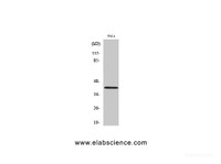 Western Blot analysis of Hela cells using Actin Polyclonal Antibody at dilution of 1:2000.