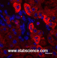 Immunofluorescence analysis of Mouse liver tissue using EGFR Polyclonal Antibody at dilution of 1:200.