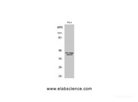 Western Blot analysis of HuvEc cells using ERK 1/2 Polyclonal Antibody at dilution of 1:1000.