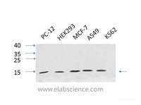 Western Blot analysis of various cells using IL8 Polyclonal Antibody at dilution of 1:1000.