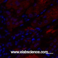 Immunofluorescence analysis of Human kidney tissue using IL8 Polyclonal Antibody at dilution of 1:200.