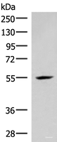 Western blot analysis of Mouse heart tissue lysate using IRX4 Polyclonal Antibody at dilution of 1:400
