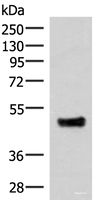 Western blot analysis of Mouse lung tissue lysate using IRX5 Polyclonal Antibody at dilution of 1:300