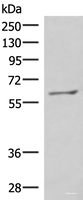 Western blot analysis of RAW264.7 cell lysate using MBTPS2 Polyclonal Antibody at dilution of 1:800